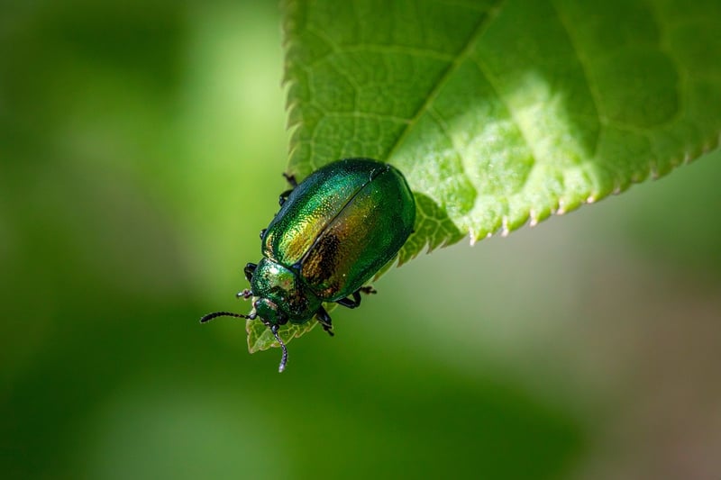 Identifying Pests