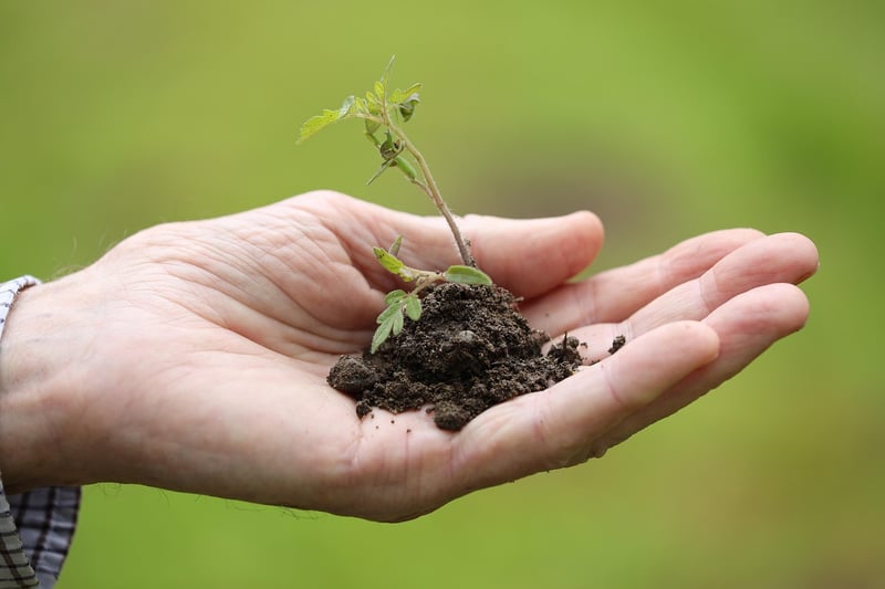 Transplanting Techniques